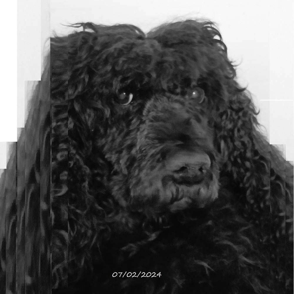 bulldog anglais qui nous ont quitt !